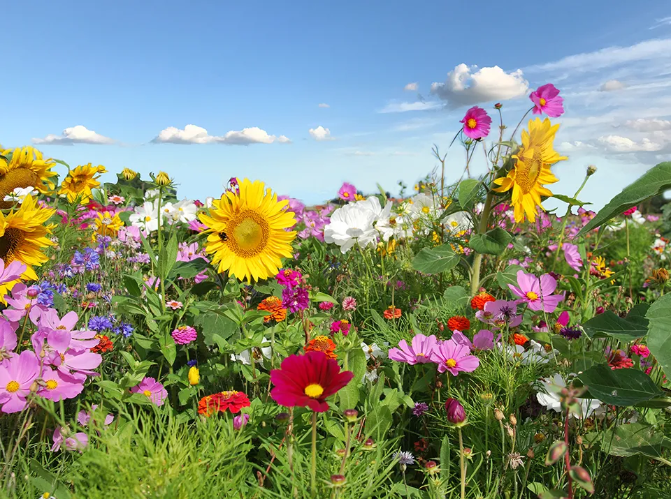 Zaaitips veldbloemen jdreijneveld